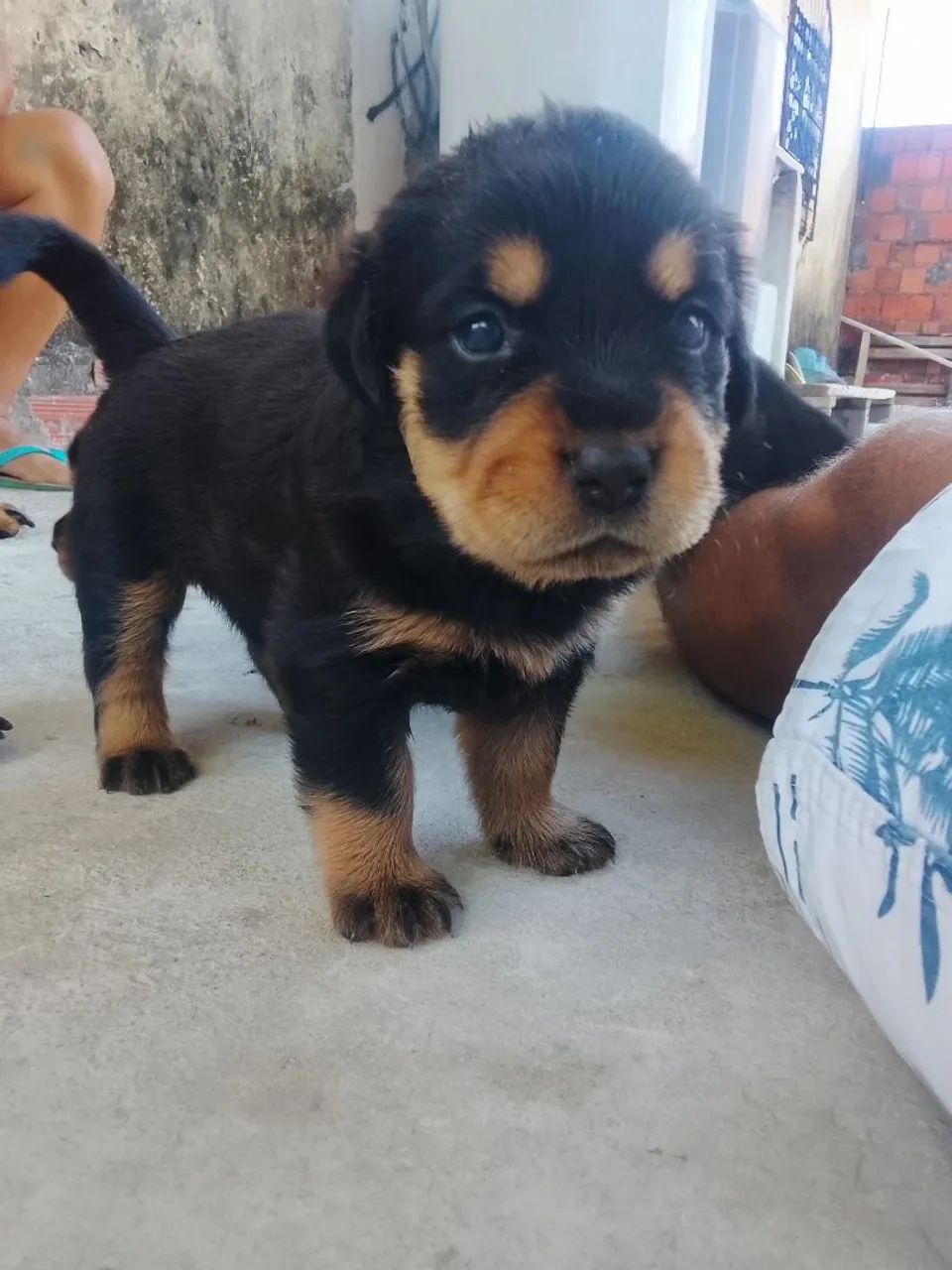 Filhote de rottweiler - Foto 2