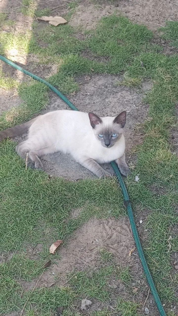 Gatos adolescentes precisam de um lar ?