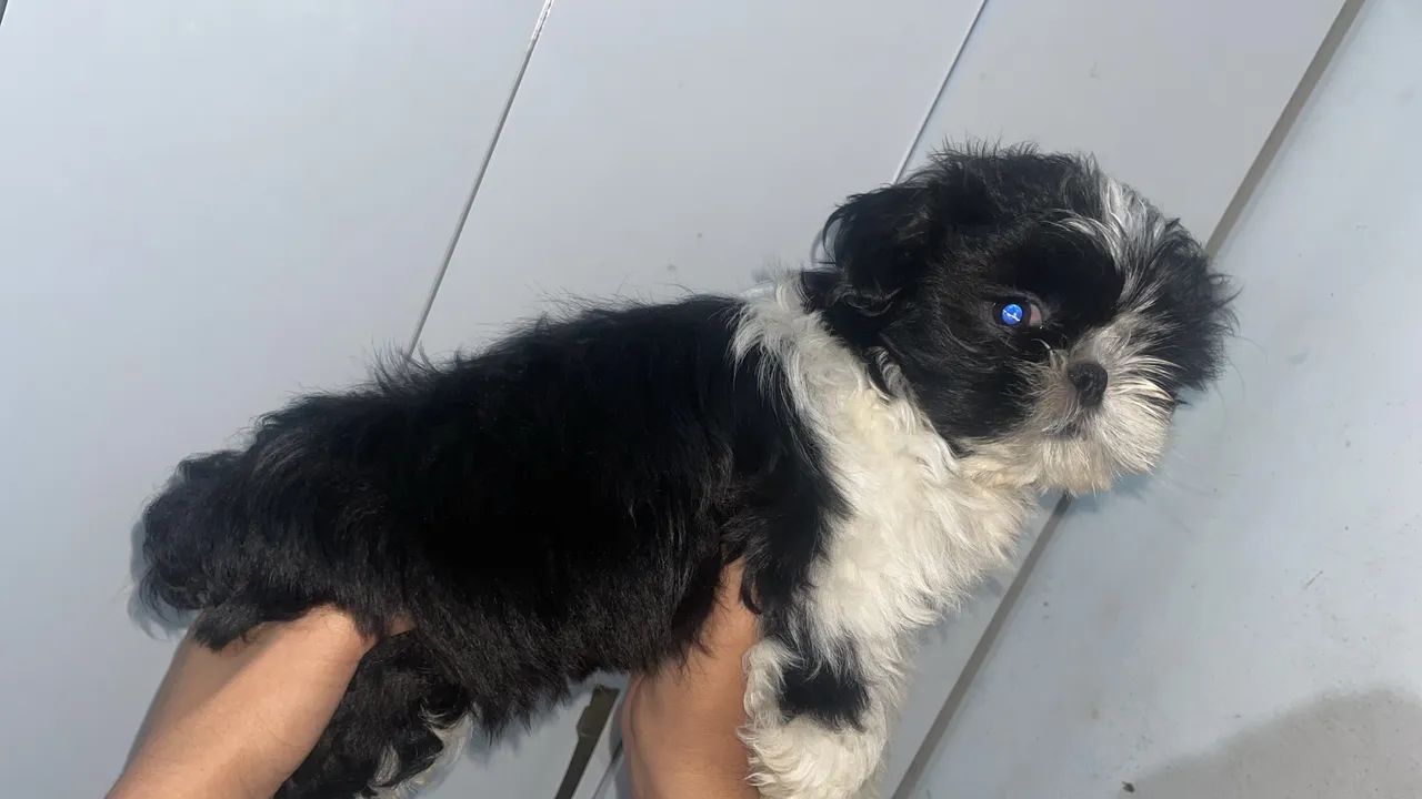 Shih tzu macho 