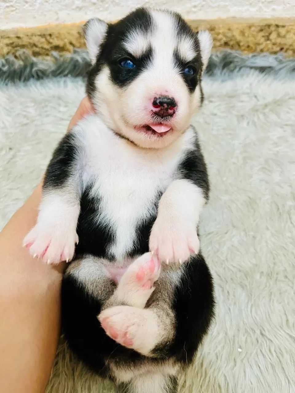 Filhotes Husky Siberiano Originais Pedigree Vacinados Vermifugados - Foto 5