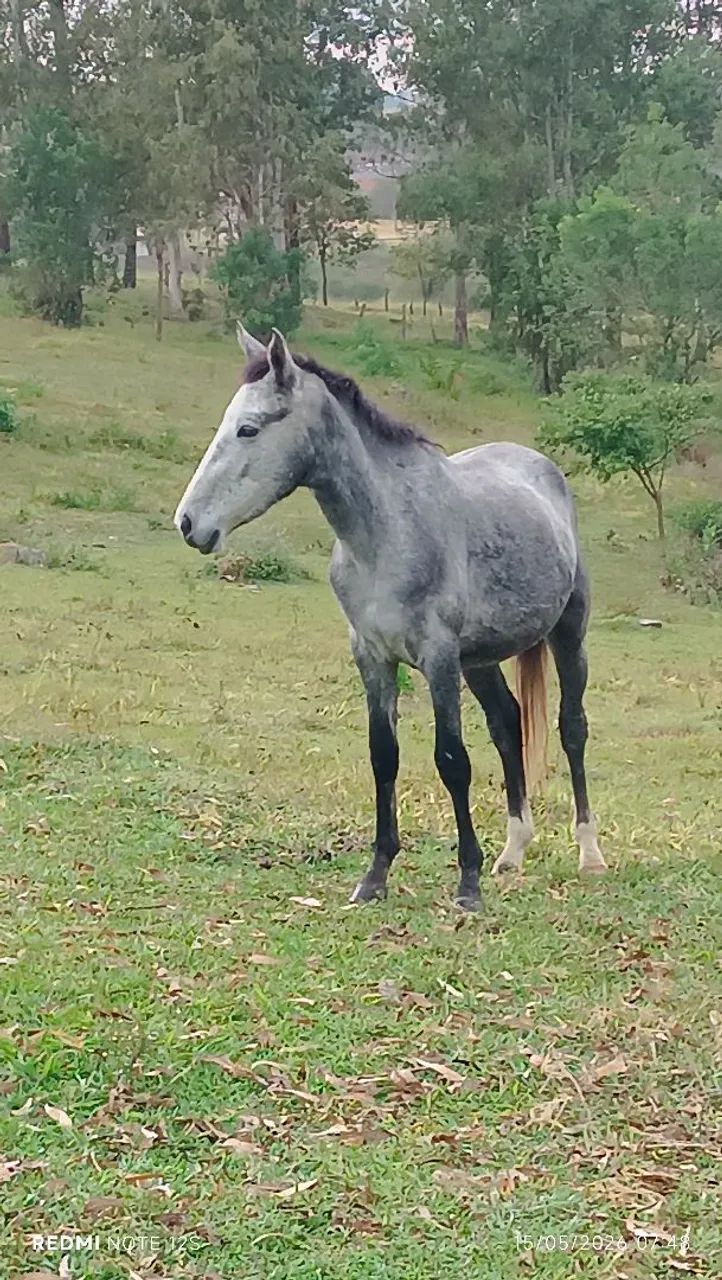 Cavalinho inteiro  - Foto 4