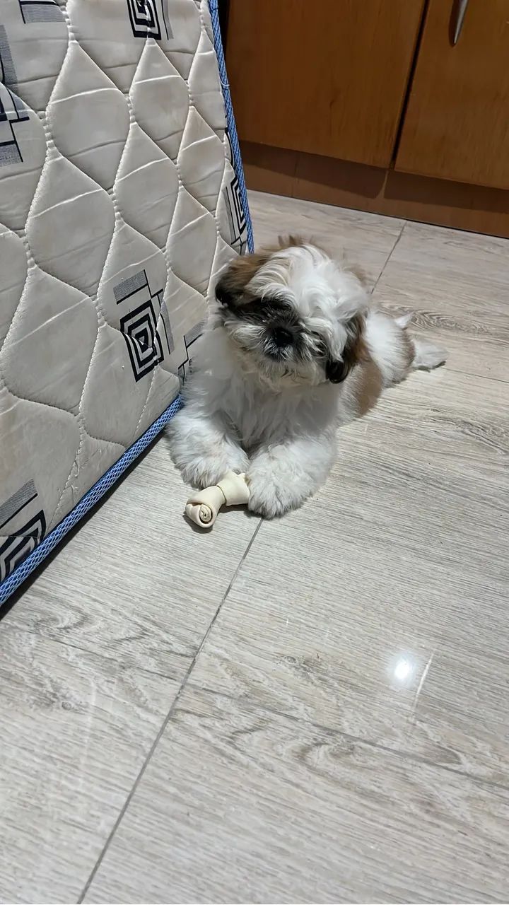Shitzu 