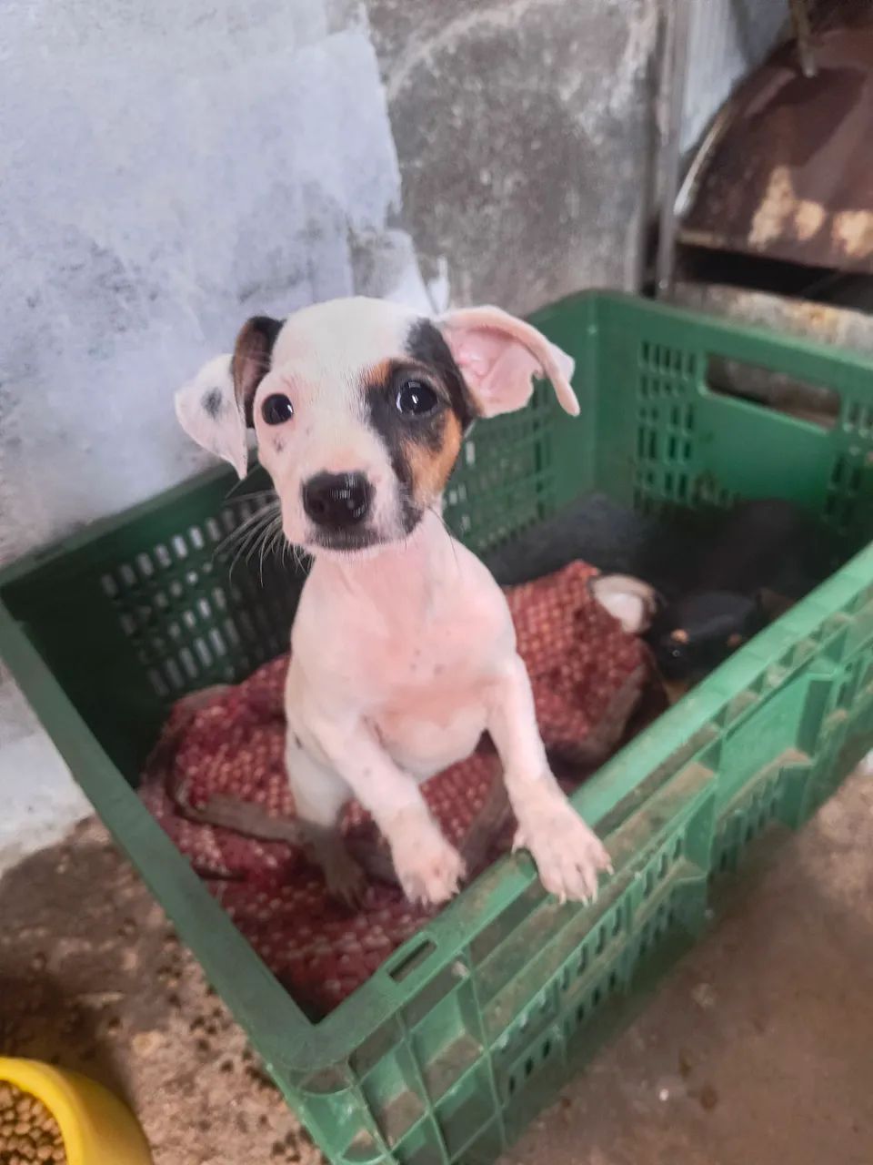 Vendo pinscher fêmea  - Foto 5