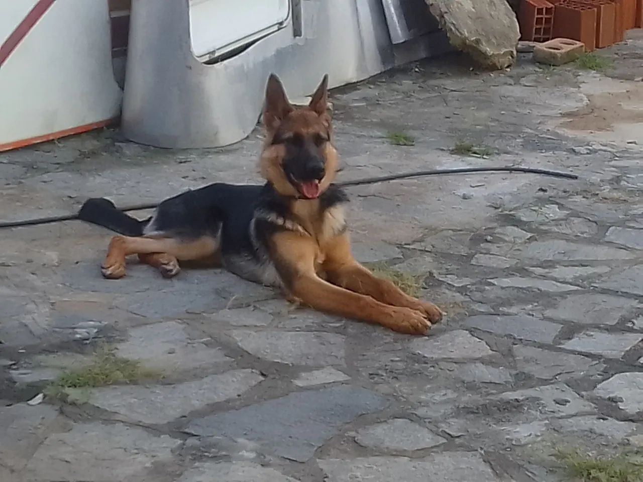 Vendo um pastor alem ão  - Foto 2