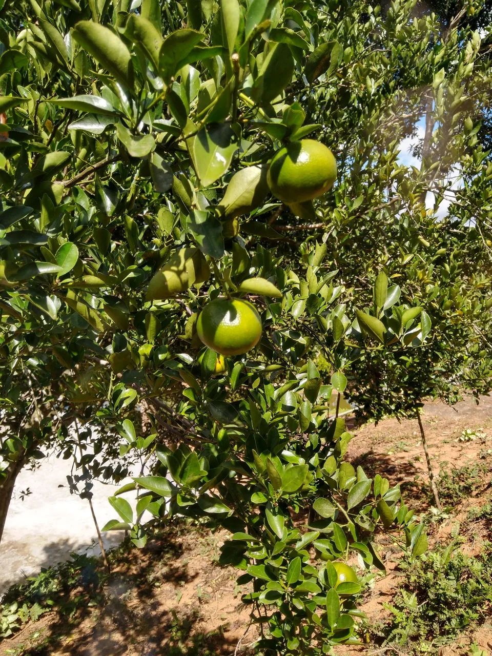 Vendo Sitio com ótima localização  - Foto 4