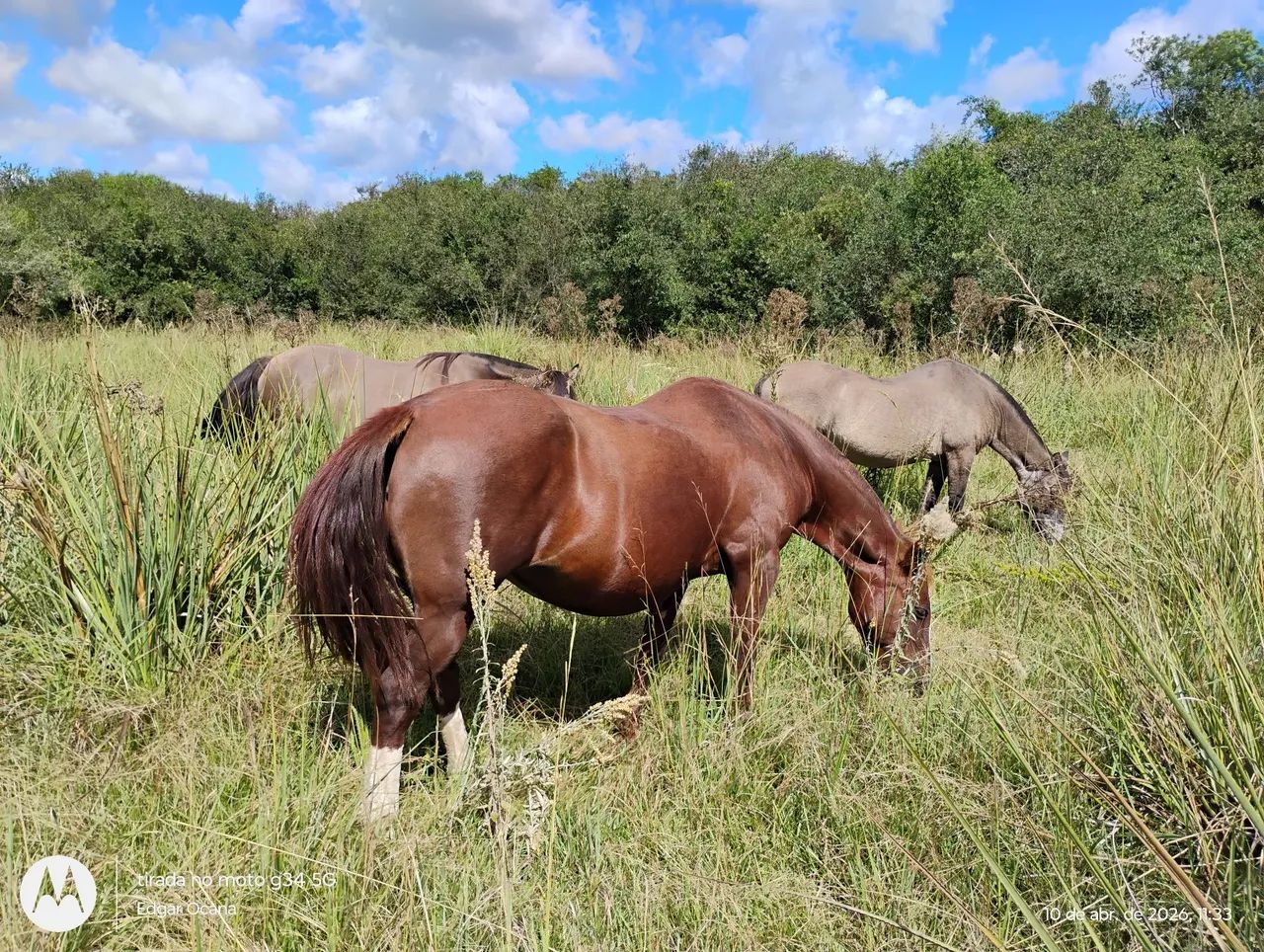 Égua crioulas prenha - Foto 2