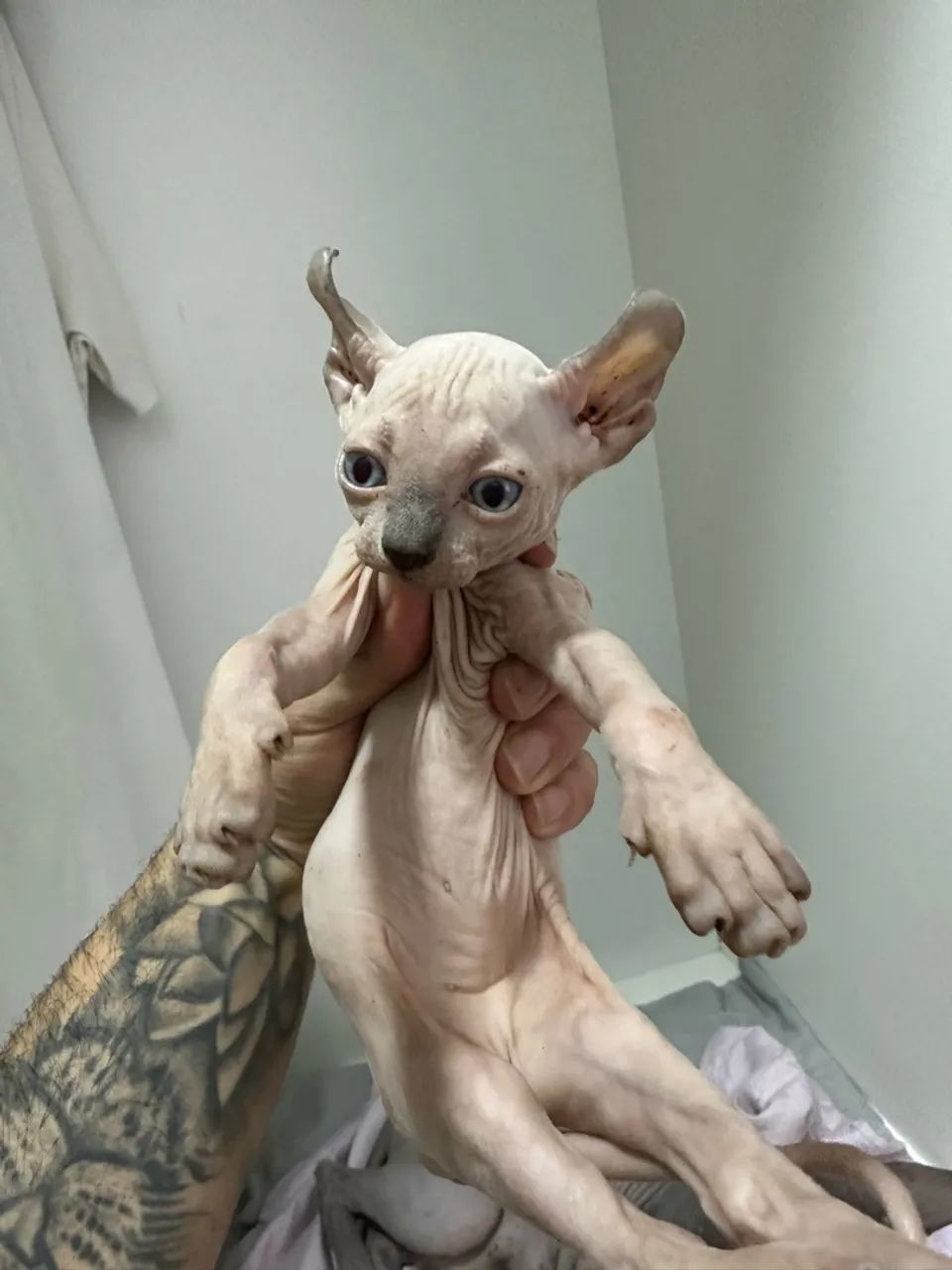 Sphynx  - Foto 3