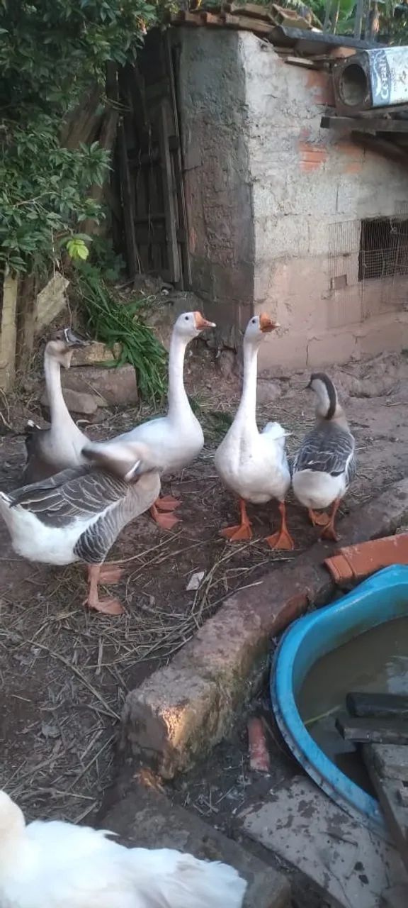 Gansos casal 
