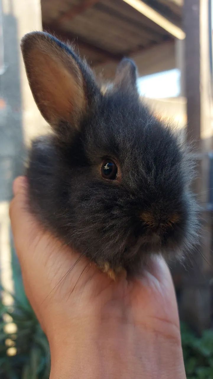 Mini Lionhead filhotes disponíveis em Curitiba e região - Foto 5