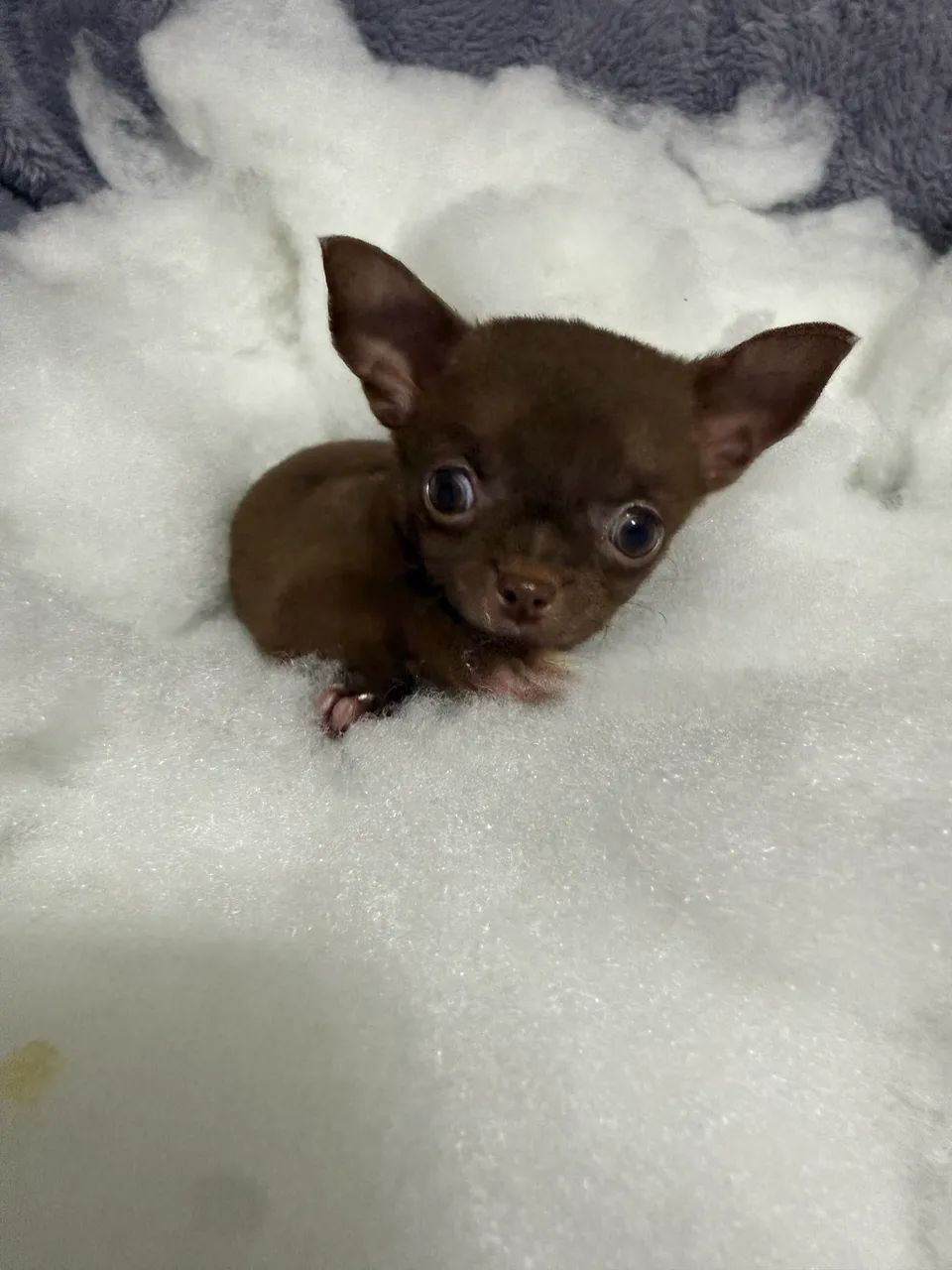 Chihuahua  - Foto 2