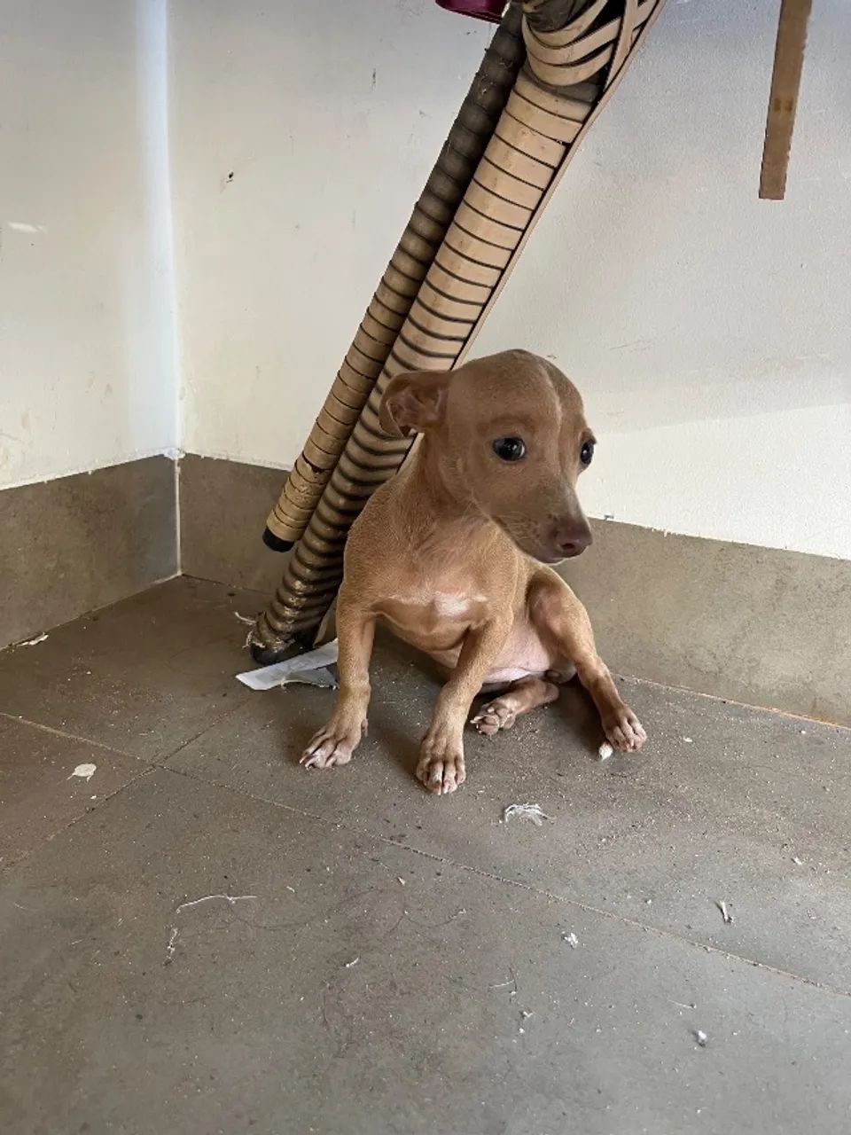 Filhote de pinscher - Foto 4