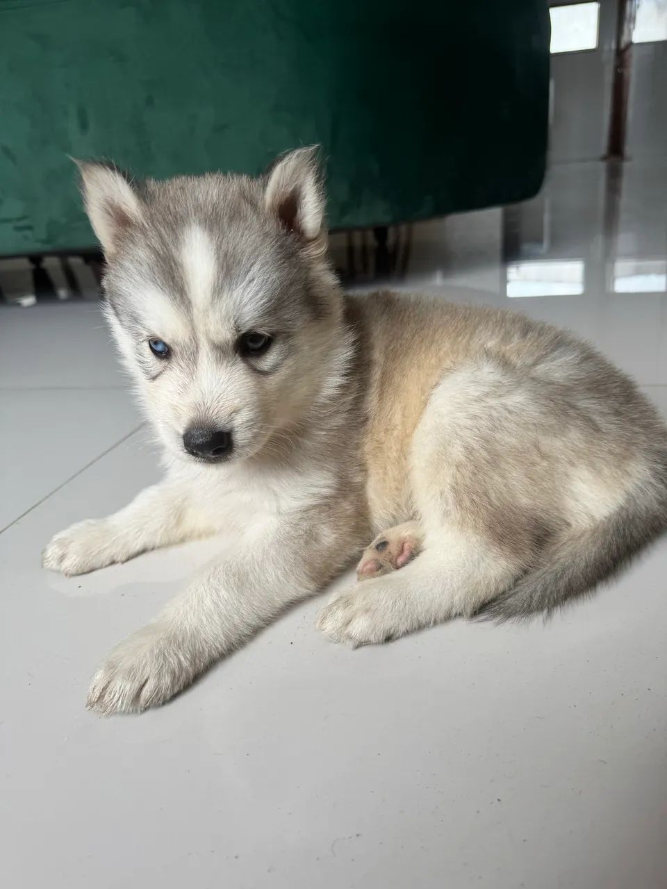 Filhotes de Husky Siberiano macho 45 dias - Foto 3