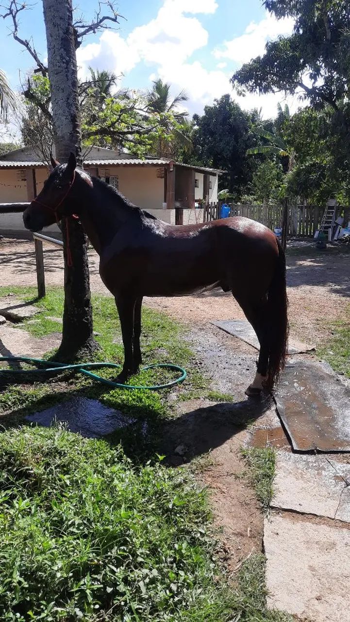 Cavalo MM