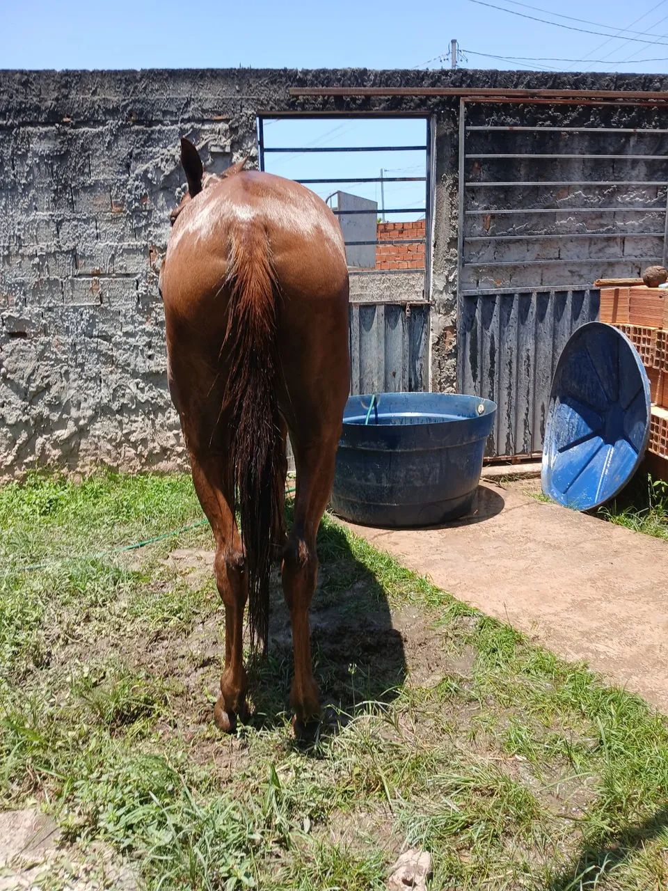 Animais  - Foto 3