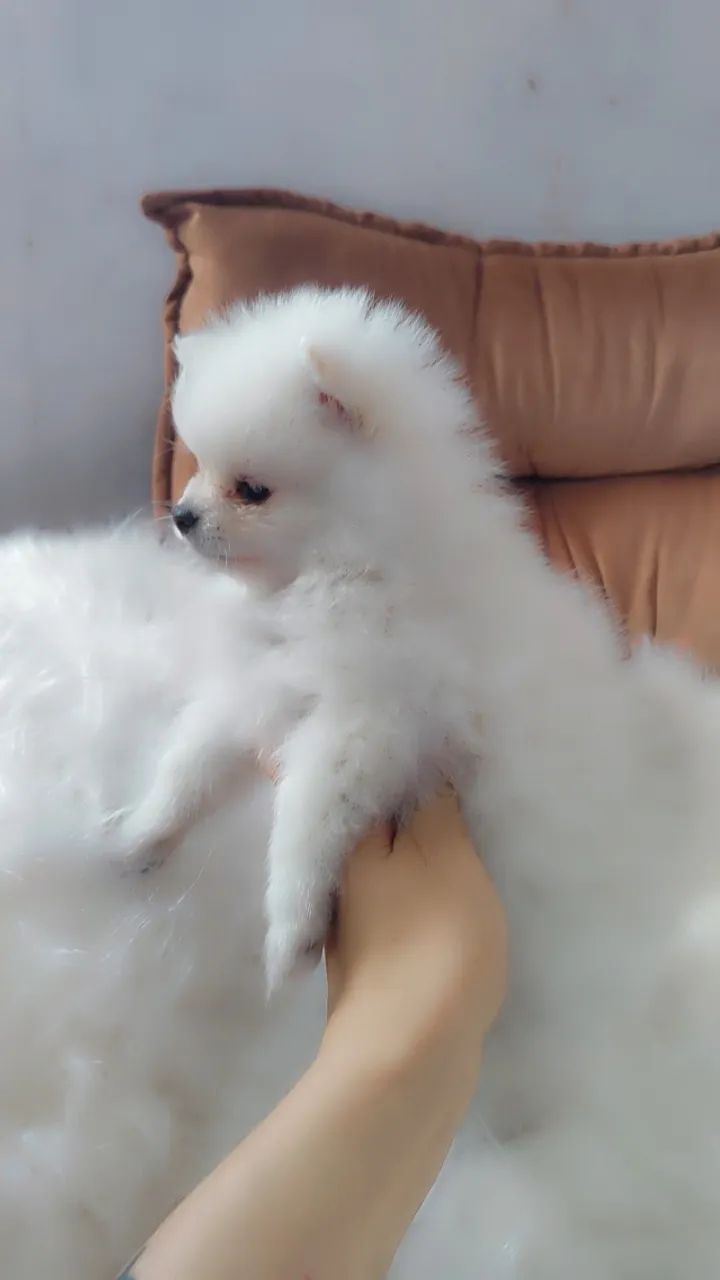 Filhotes spitz micro