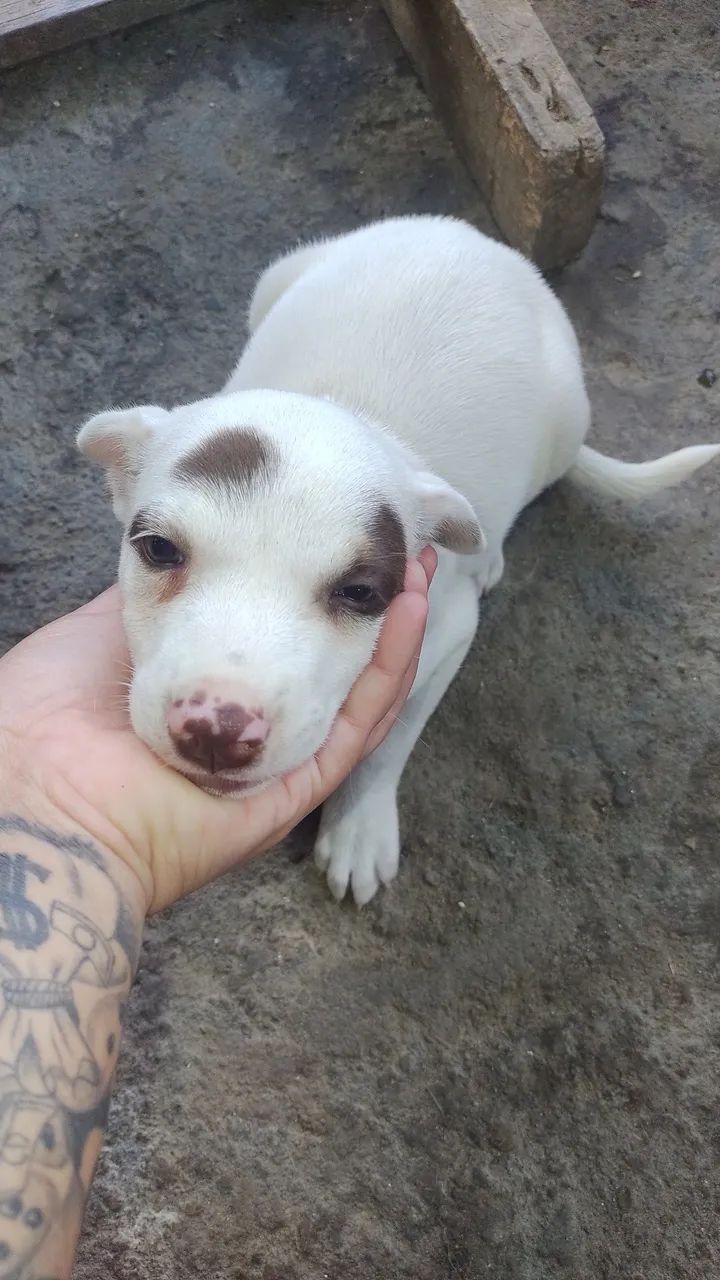 Doação labrador