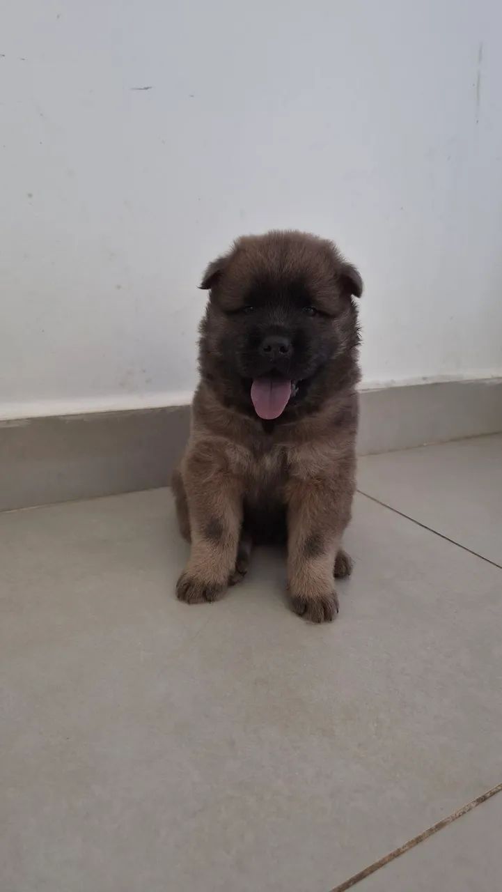 Animais de estimação  - Foto 4