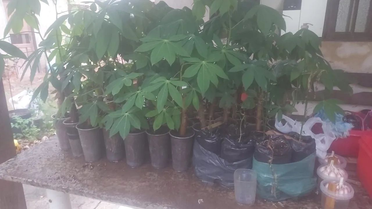 Muda  de ampim  matega 