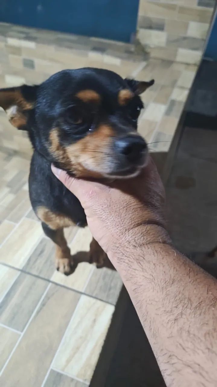 filhotes de pincher 1  - Foto 4