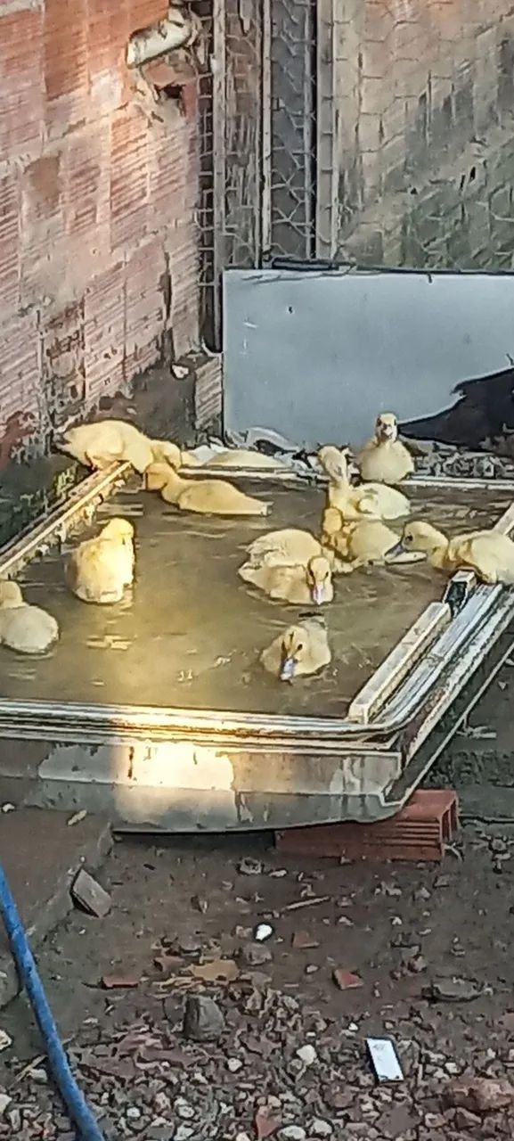 Patinhos 