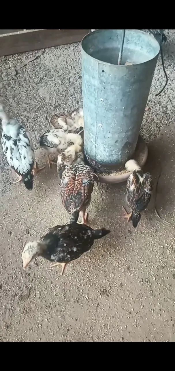 Franguinho caipira  - Foto 4