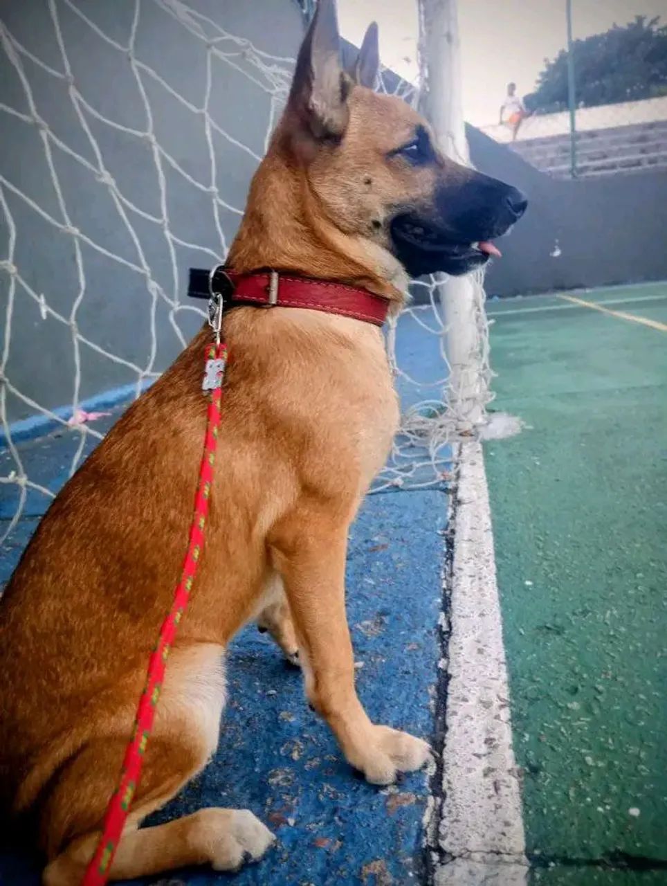 Cão Pastor Alemão  - Foto 2