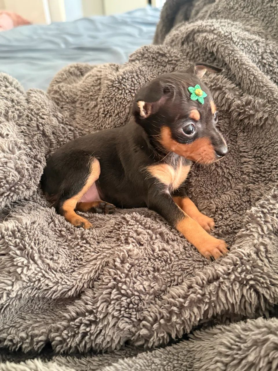 Pinscher Fêmea 0 - Foto 3