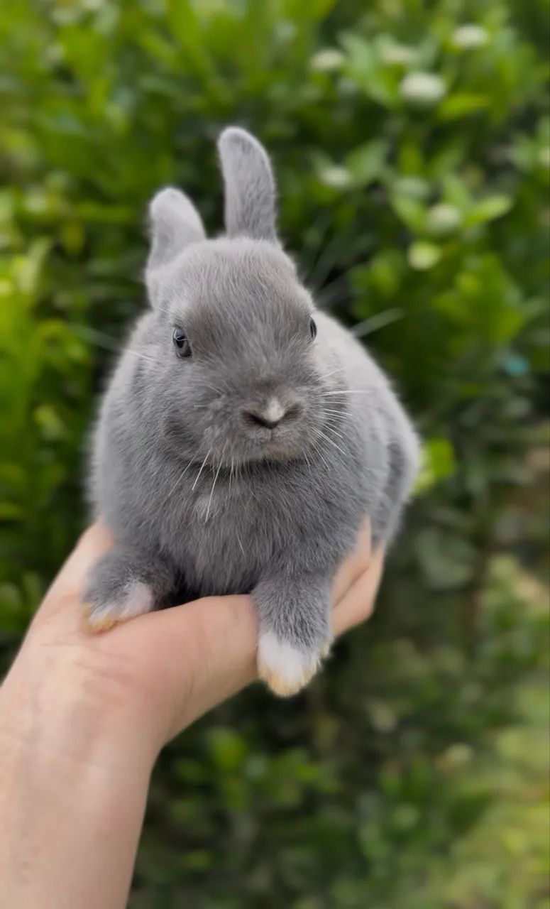 Mini coelhos  - Foto 4