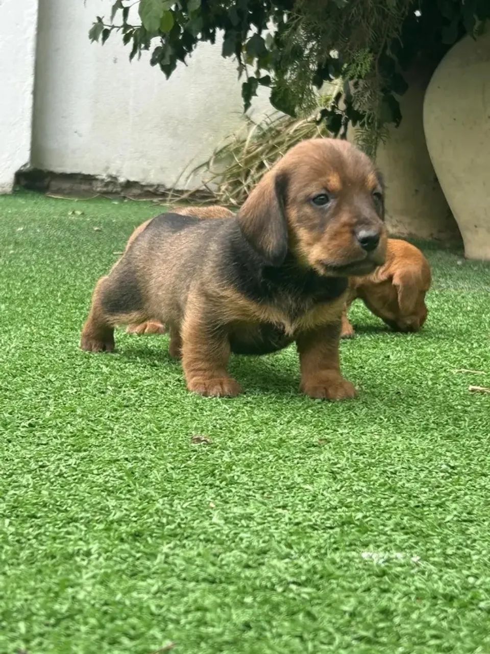 BEAGLE X JACK  - Foto 2