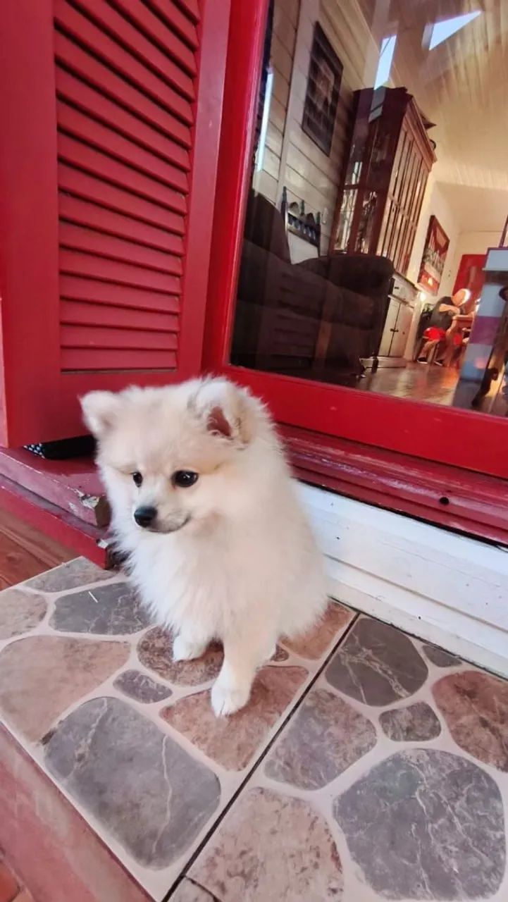 Spitz Alemão mini  - Foto 3