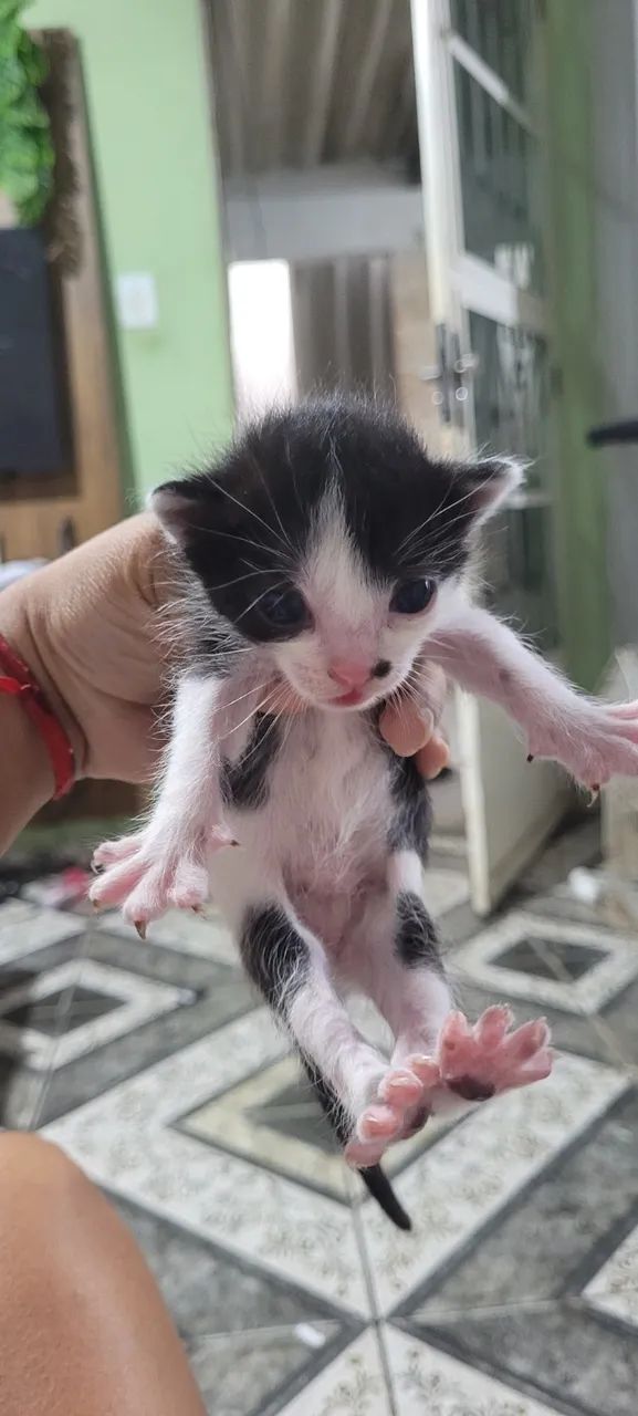 GATOS - Foto 4