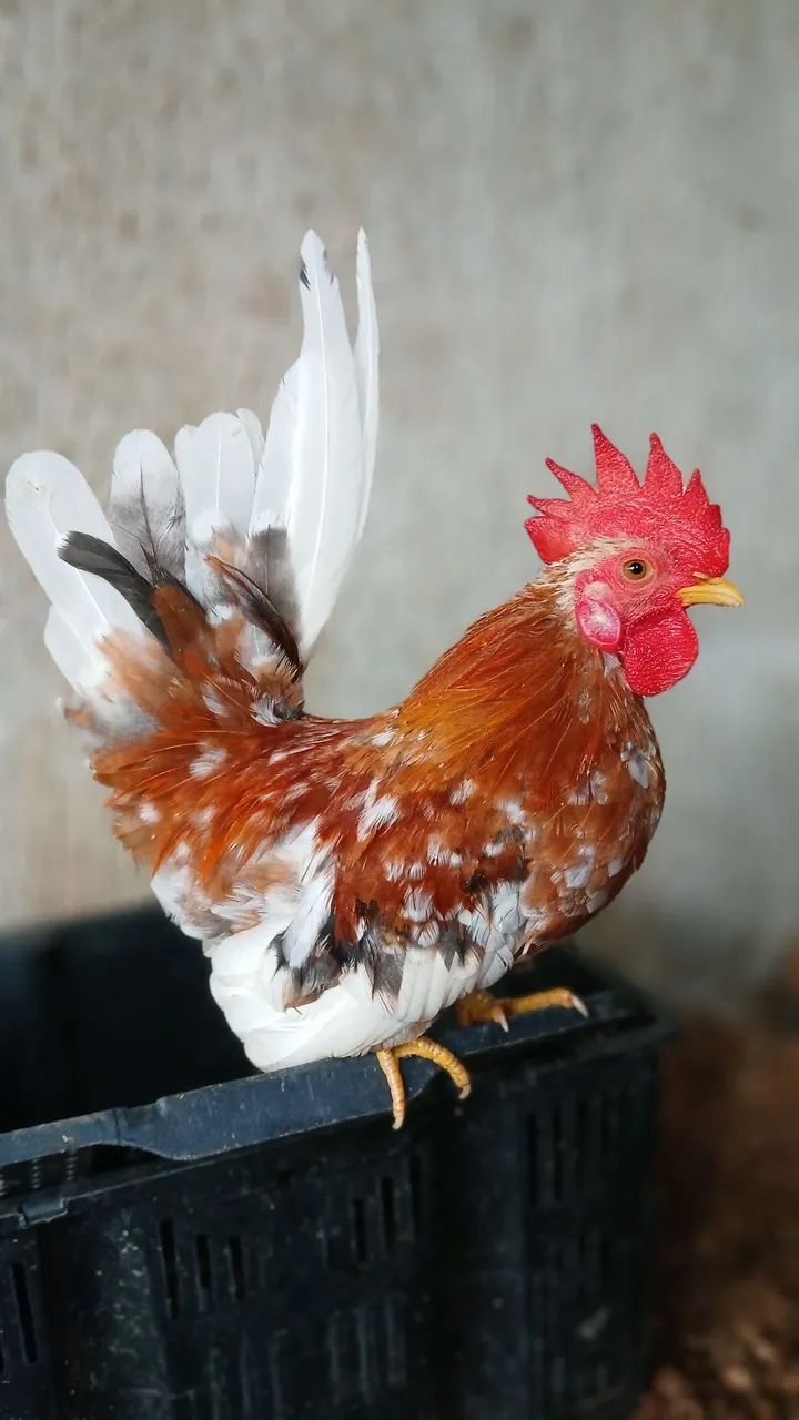 Galo garninzé  - Foto 2