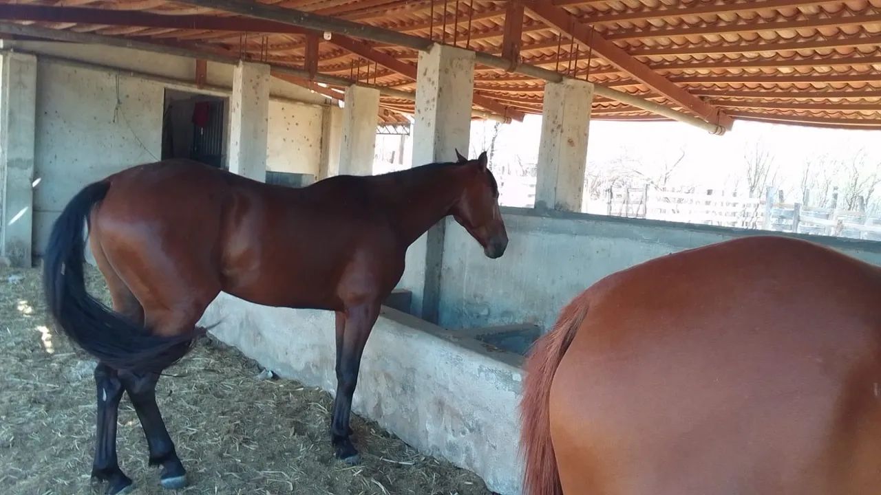 Cavalo QM - Foto 4