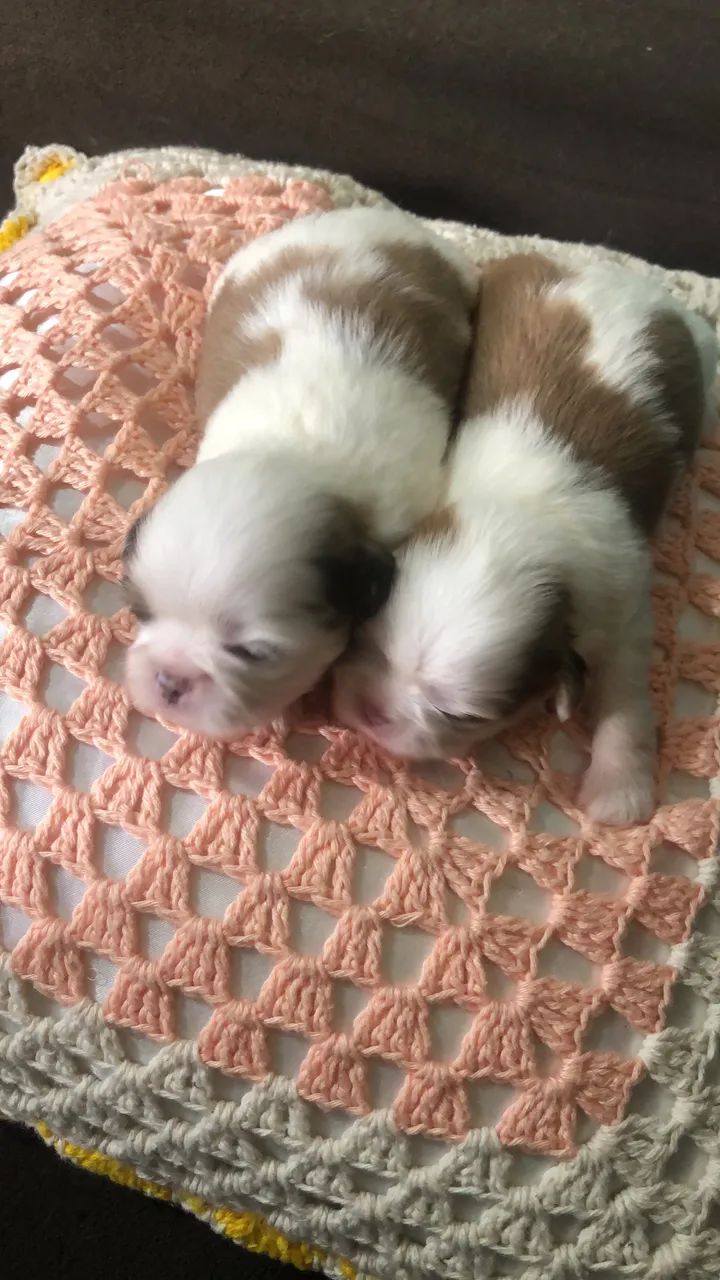 Shih tzu  - Foto 2