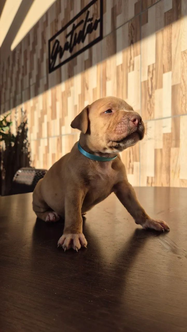 Vende-se filhotes de Pitbull  - Foto 2