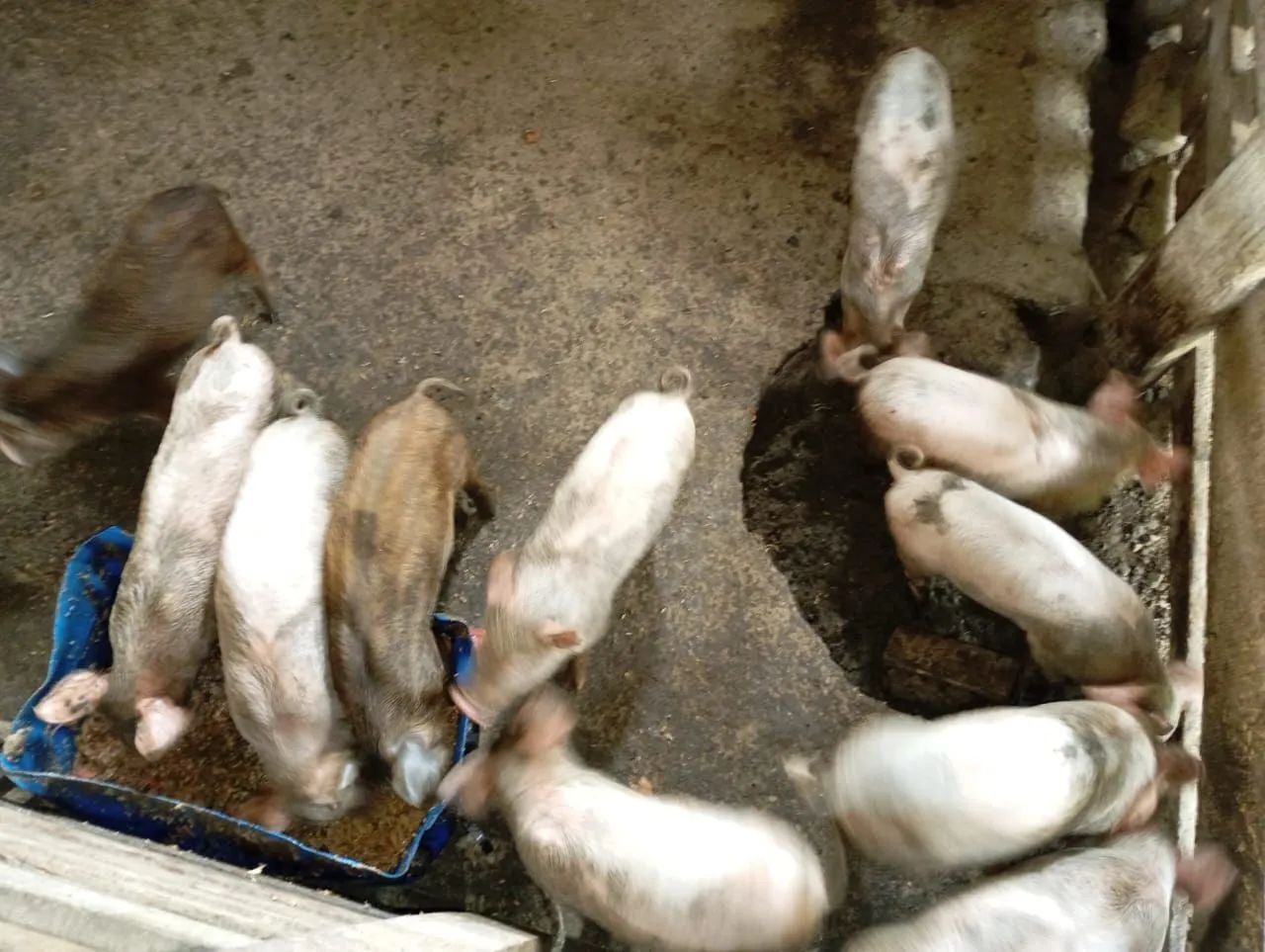 Vende-se Leitões - Foto 2