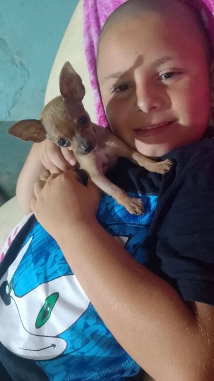 Vendo um machinho  de 3 mês minúsculo cabecinha de maçã Pincher 