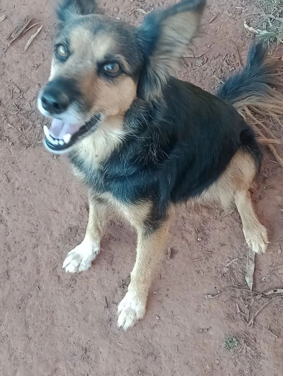 Doação de uma cachorra - Foto 2