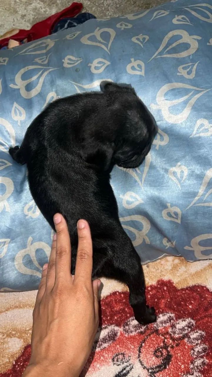 Cachorro pug macho 1.000 - Foto 2