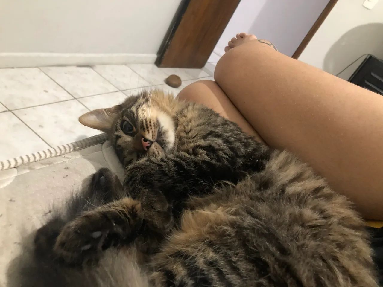 Gata para adoção  - Foto 4