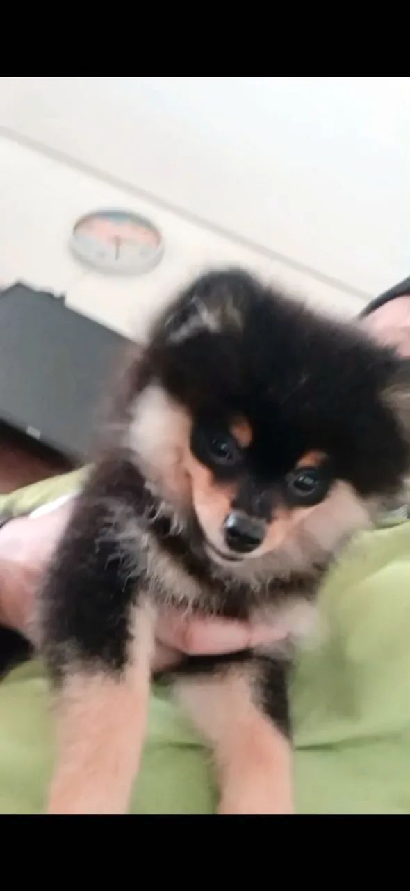 Vendo macho Spitz 4meses - Foto 4