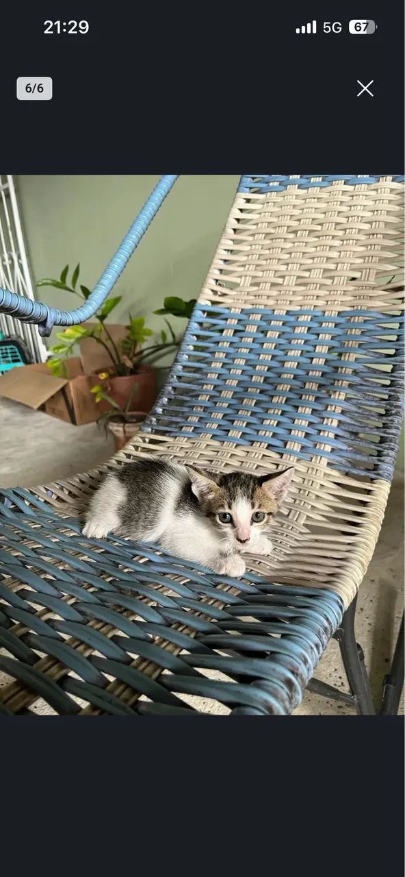 Gatos para doação - Foto 5