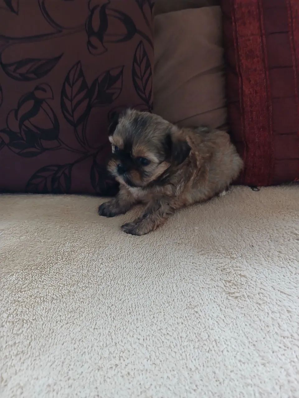  vendo filhote de shihtzu