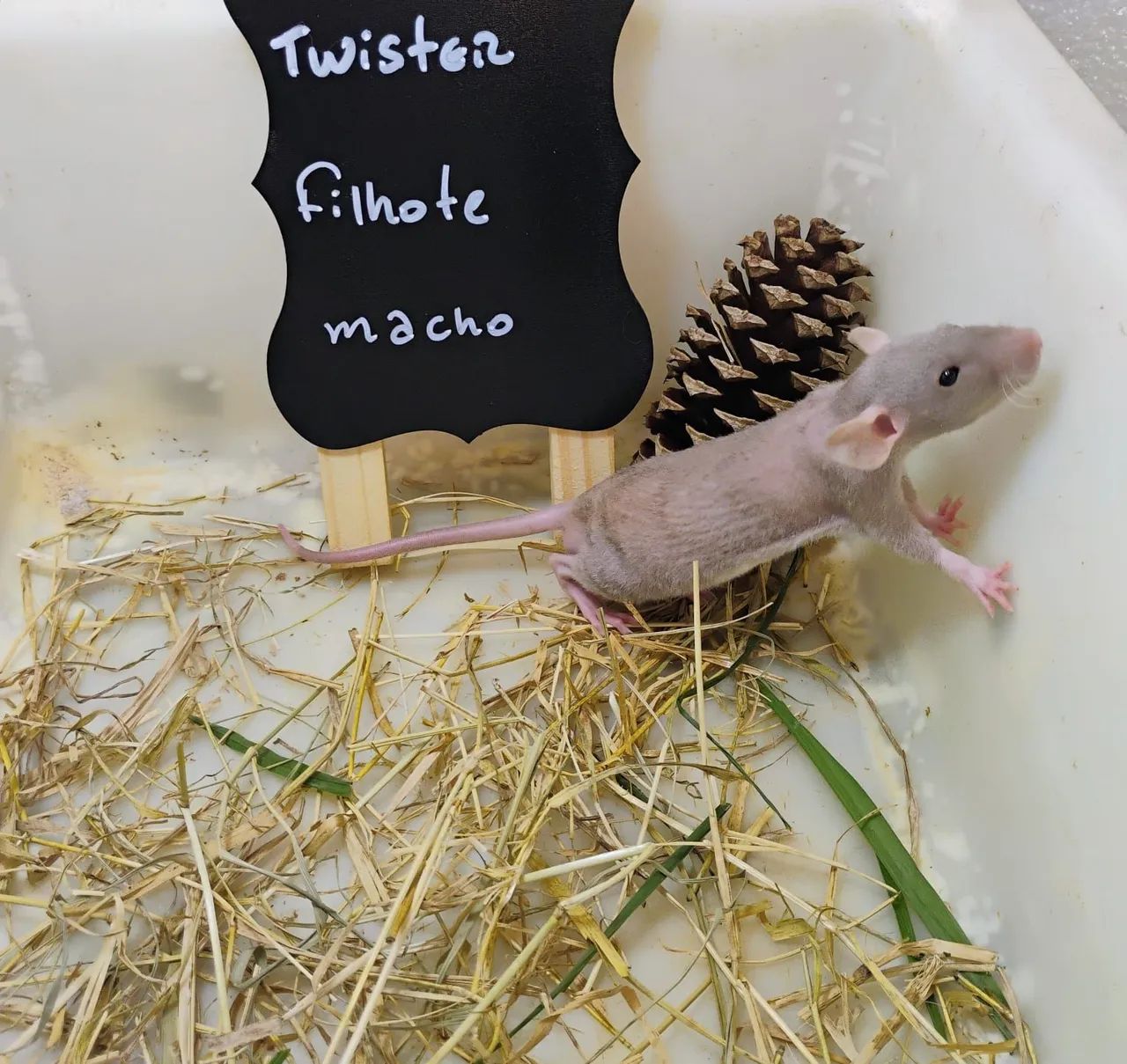Filhotes de Twister/ Mercol 