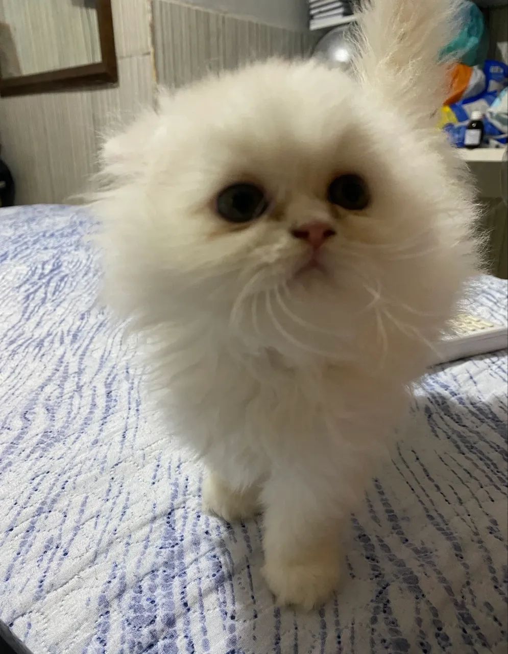 Lindos bebezinhos de gato persa - Foto 3