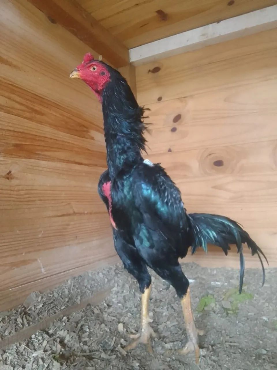 Vendo 6 frangos índio 