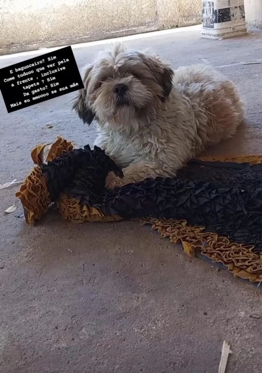 Cachorro  - Foto 2
