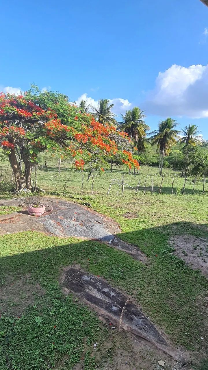 Fazenda a venda em Araruna - Foto 2