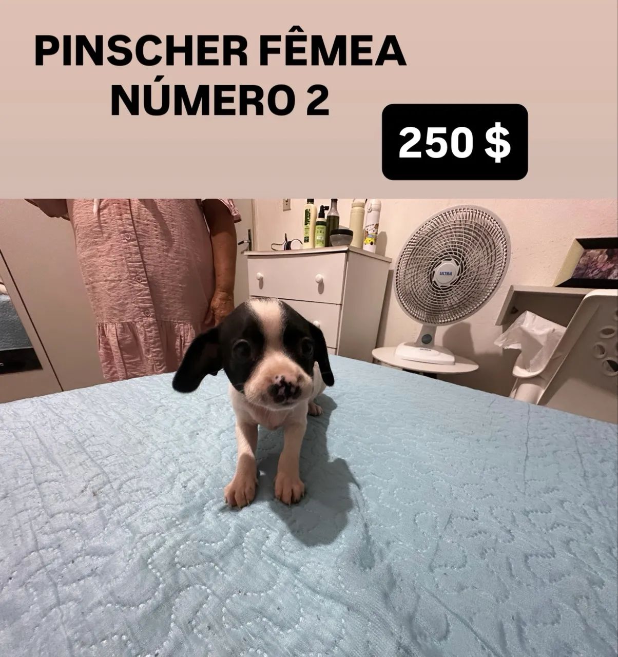 PINSCHER - Foto 2