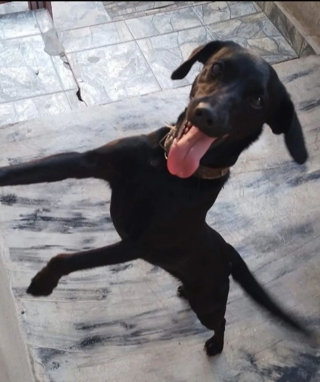 Doação de cão!